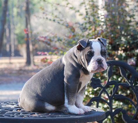 English Bulldog Puppies For Sale In Savannah Ga Adorable English