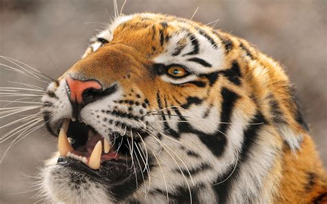 Fierce Tiger 2560 X 1600 Animals Photography Miriadnacom