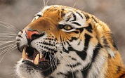 Fierce tiger / 2560 x 1600 / Animals / Photography | MIRIADNA.COM