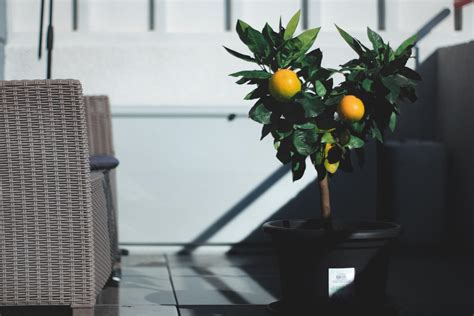 How To Grow Citrus Plants Indoors