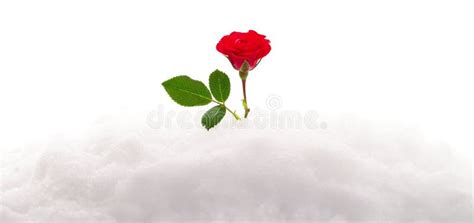 Red Rose In Snow Stock Photo Image Of Valentine Love 17325322