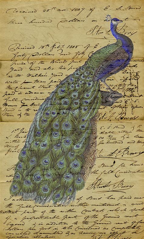 Vintage Peacock Mixed Media By Marcus Jules Fine Art America