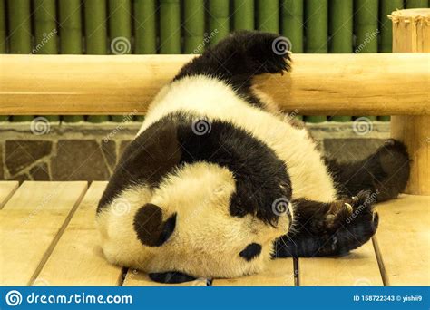 Lazy Giant Panda Lying On His Wooden Bed Stock Image Image Of Relax