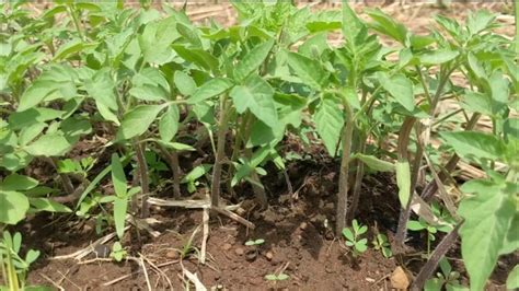 Tomatoes Farming In Ghana Update On The Nursery YouTube