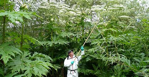 Britains Most Dangerous Plant Giant Hogweed