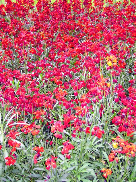 Filegardens Red Flowers Wikipedia