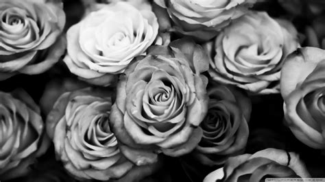 Black And White Rose Wallpaper ·① Wallpapertag