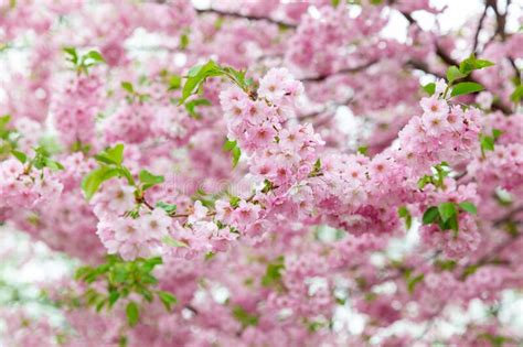 Close Up Of Blooming Branch With Cherry Blossoms Stock Image Image Of