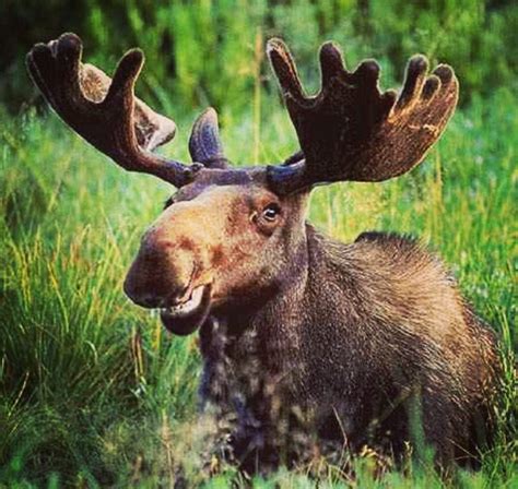 70 Happiest Animals In The Entire World With Images Funny Moose