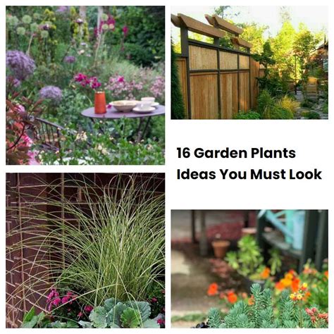 16 Garden Plants Ideas You Must Look Sharonsable