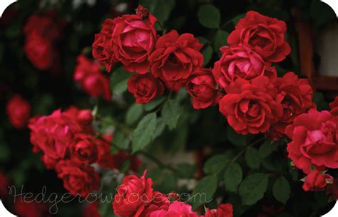 Dark Red Blaze Climbing Rose