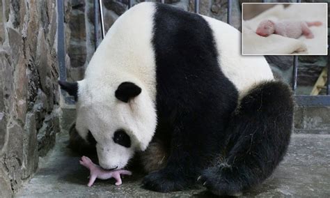 Newborn Baby Pandas