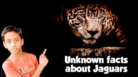 Some Interesting Facts About Jaguars Youtube