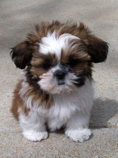 Shih Tzu Puppies Cute Pictures And Facts Cute Baby