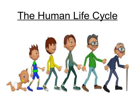 6 Stages Of Human Life Cycle