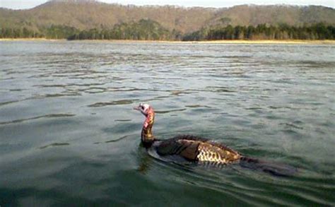 Turkeys Can Swim 3 November 2013
