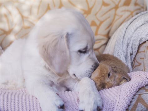 Puppy And Bunny Duo Share Unlikely But Adorable Friendship Our Funny