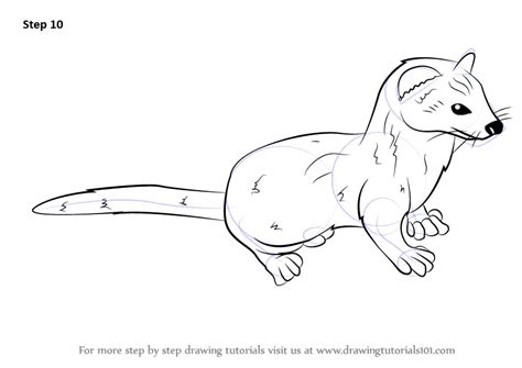 Step By Step How To Draw A Weasel