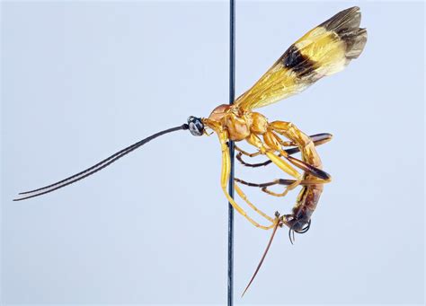 New Parasitoid Wasp Species Discovered That Can Manipulate Spiders
