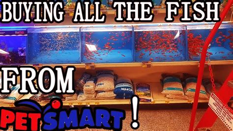 Buying All The Fish At Petsmart Youtube