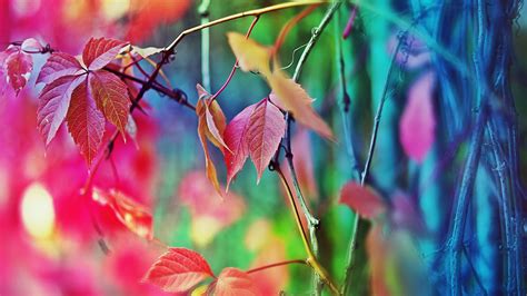 Colorful Leaves Plants In Blur Background Hd Colorful Wallpapers Hd