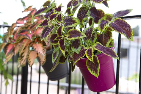 Best Plants For Balconies Bbc Gardeners World Magazine