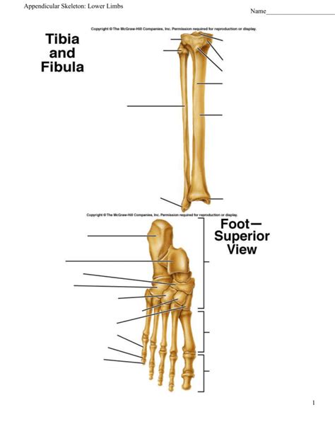 Appendicular Skeleton Lower Limbs