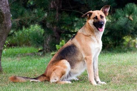 They are a good choice for first time owners who can give the lifespan of the german shepherd collie mix is 10 to 15 years. 7 Facts That Will Make You Love the Border Collie German Shepherd Mix (+15 Photos) - Animalso