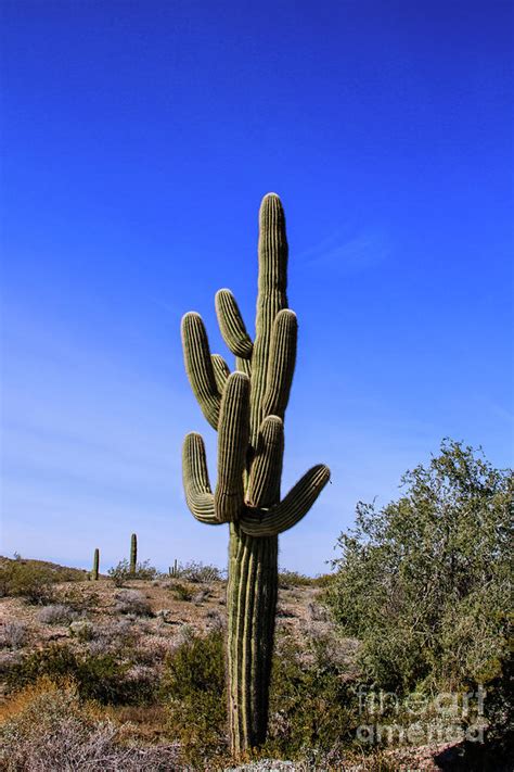 Beautiful Saguaro Cactus Photograph By Robert Bales Pixels