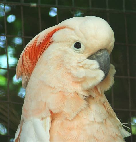 They ranges in size from about 12 inches to about 27 inches. Wholesale Bird & Cage Cockatoos For Sale