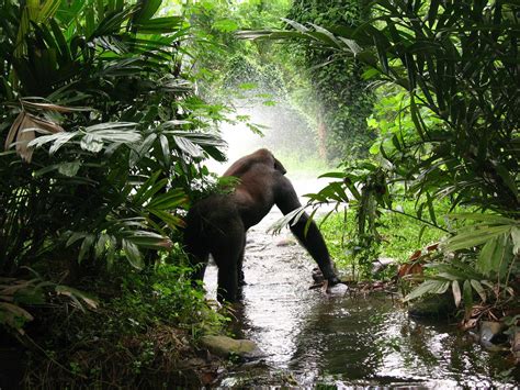 For a look at another game which uses the national parks as a theme, check out both our written and video reviews of parks. Your Guide to Gorilla Trekking in Bwindi National ParkThe ...