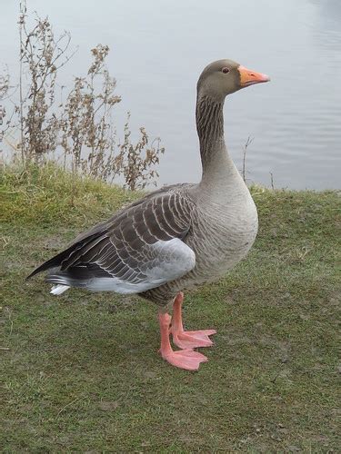 Greylag Goose Greylag Goose Photographed At Waters Edge P Flickr