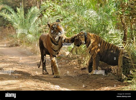 A Pair Of Mating Tigers Courting In Ranthambhore Stock Photo Alamy