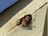 Squirrel Roof Damage Images