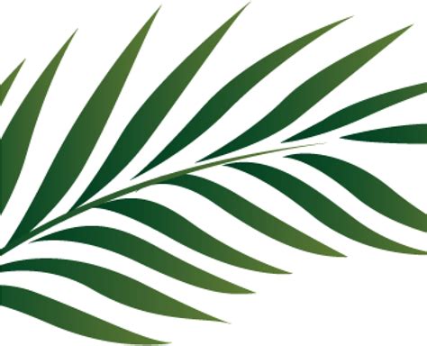 Free Palm Leaf Png Images With Transparent Backgrounds