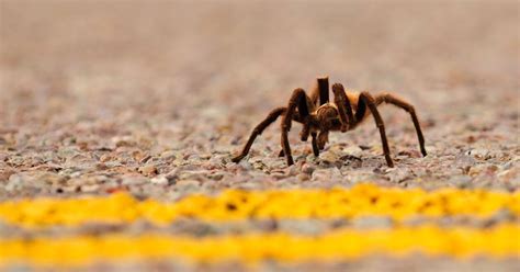 Thousands Of Tarantulas Have Started Their March Around Colorado