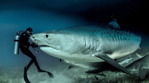 Suzys Animals Of The World Blog The Tiger Shark