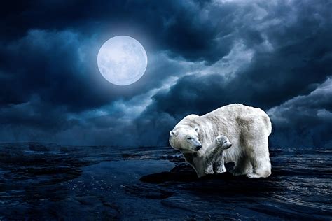 Polar Bears Full Moon Hd 5k Hd Wallpaper Wallpaper Flare