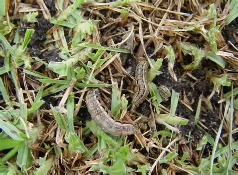 Army Worms In Lawn Lawn Green