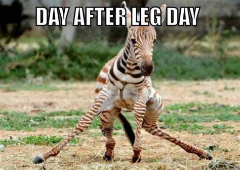How I Feel After Leg Day Lol Workout Memes Gym Memes Gym Humor