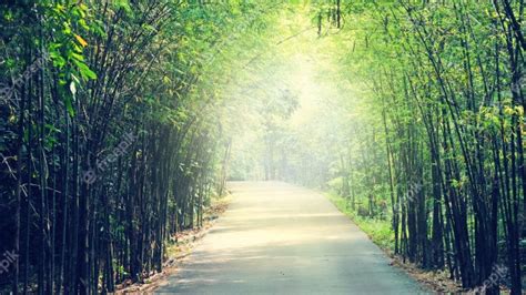 Camino De Sendero Con árboles Verdes En El Bosque Foto Premium