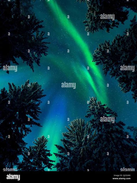Northern Lights Aurora Borealis Above Treetops Snowy Spruce Trees