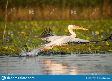 Pelican Flying Over Water In Danube Delta Romanian Wild Life Bird