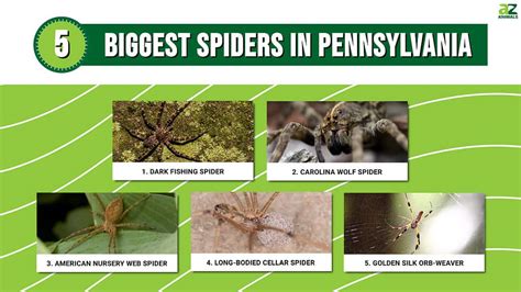 5 Of The Biggest Spiders In Massachusetts A Z Animals