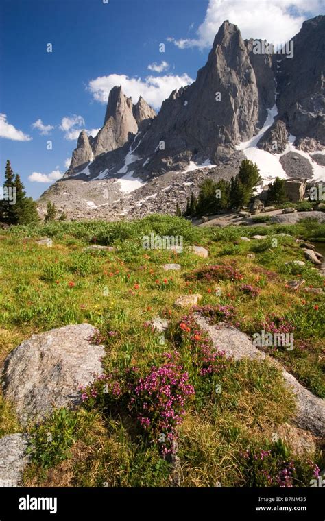 Warrior And Warbonnet Peaks Above Meadows Of Paintbrush And Heather In