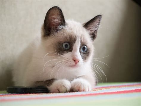 Snowshoe Cat Breed Information And Characteristics Snowshoe Cat