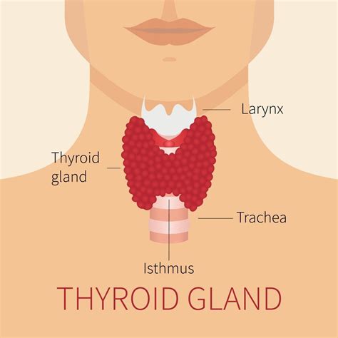 Anatomy Lab The Thyroid Gland