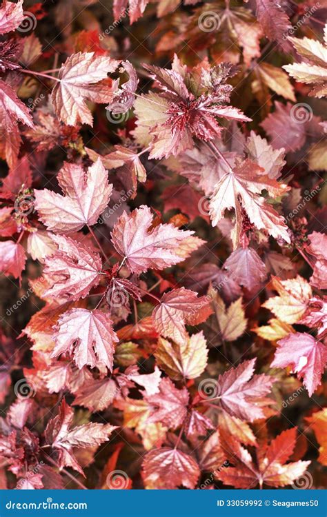 Maple Leaves Pink Leaves Stock Photo Image Of Leaf 33059992
