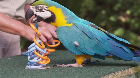 Clever Parrot Sets New Guinness World Record Youtube