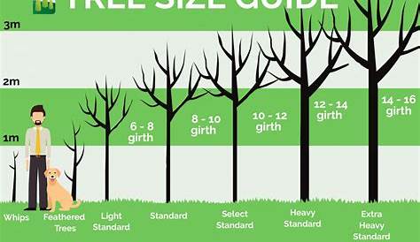 Tree Size Guide - Commercial Nursery | Johnsons Of Whixley Home